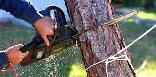 Professional Tree Removal Services in Sibley, IA