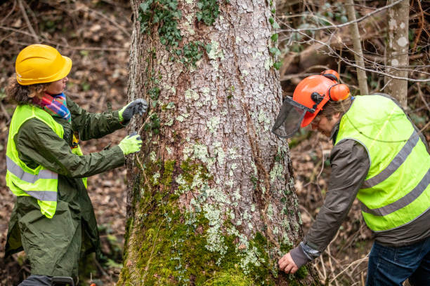 How Our Tree Care Process Works  in  Sibley, IA